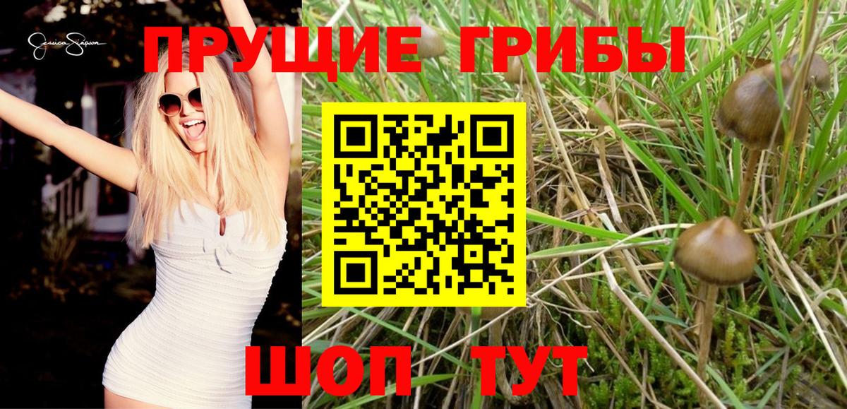 Ессентуки  Галлюциногенные грибы MAGIC MUSHROOMS  Вход с VPN 